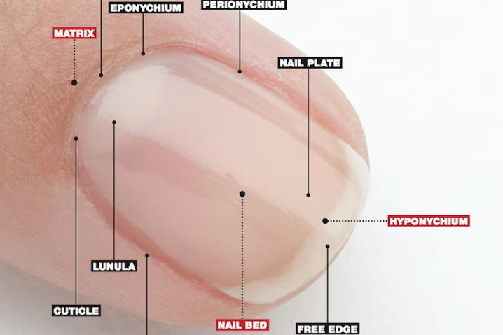 Ongle: anatomie